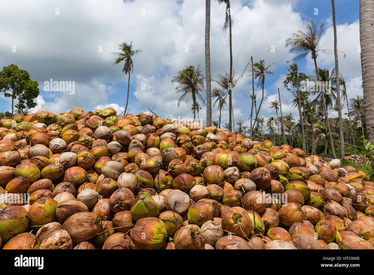 Crop of coconut in Thailand, a large pile on the ground Stock Photo