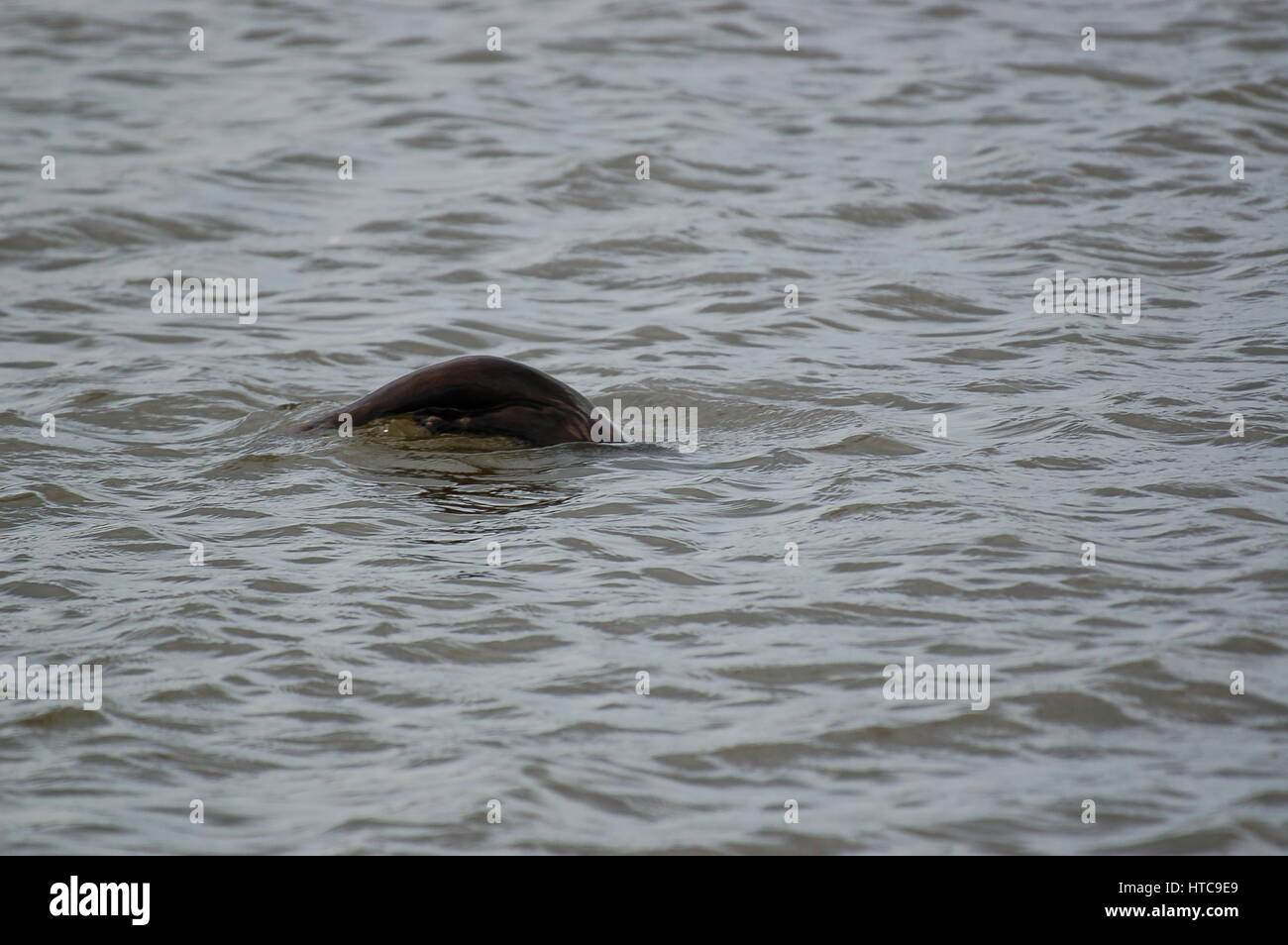 river otters playing in ponds Stock Photo Alamy
