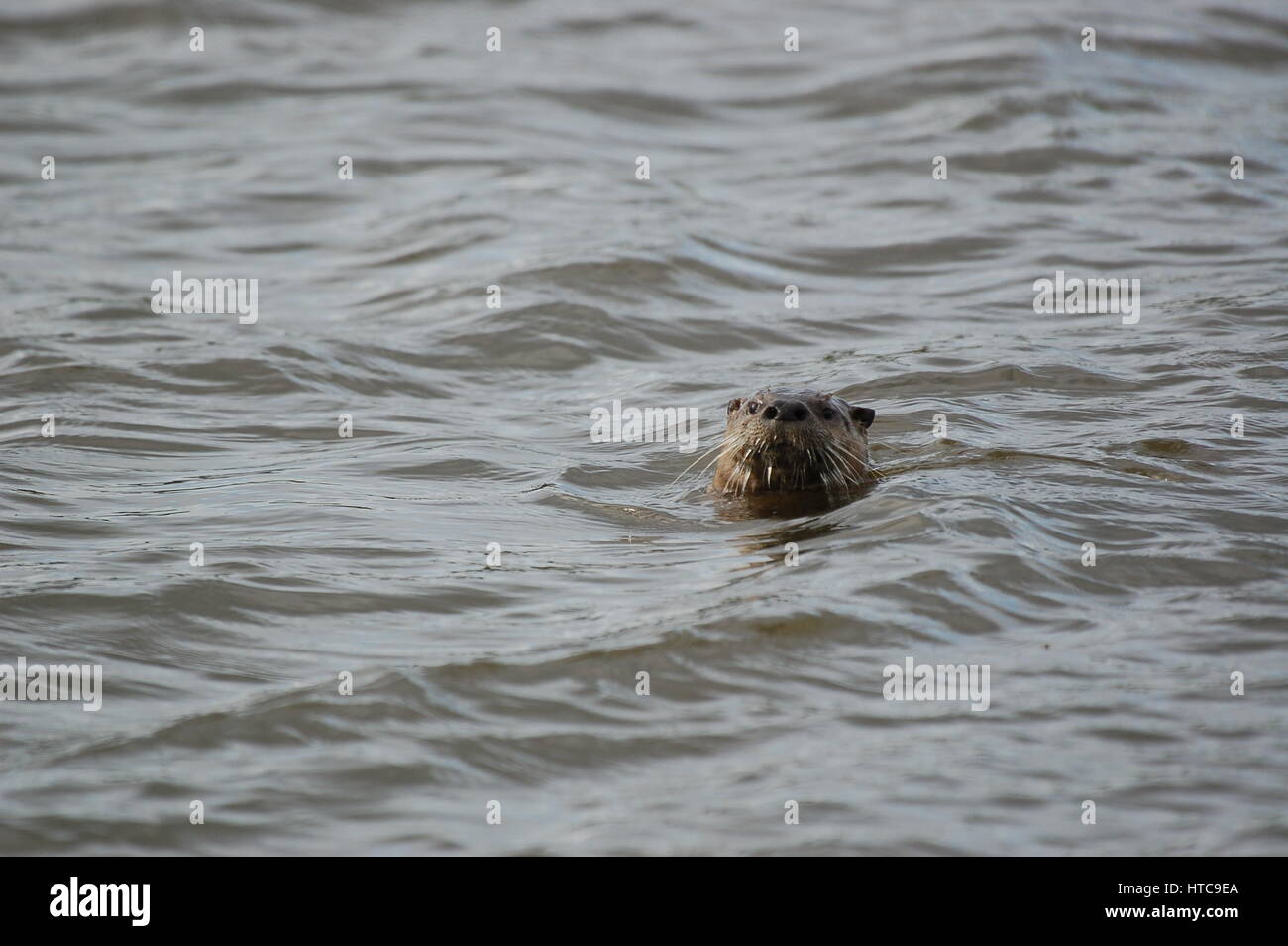 river otters playing in ponds Stock Photo Alamy