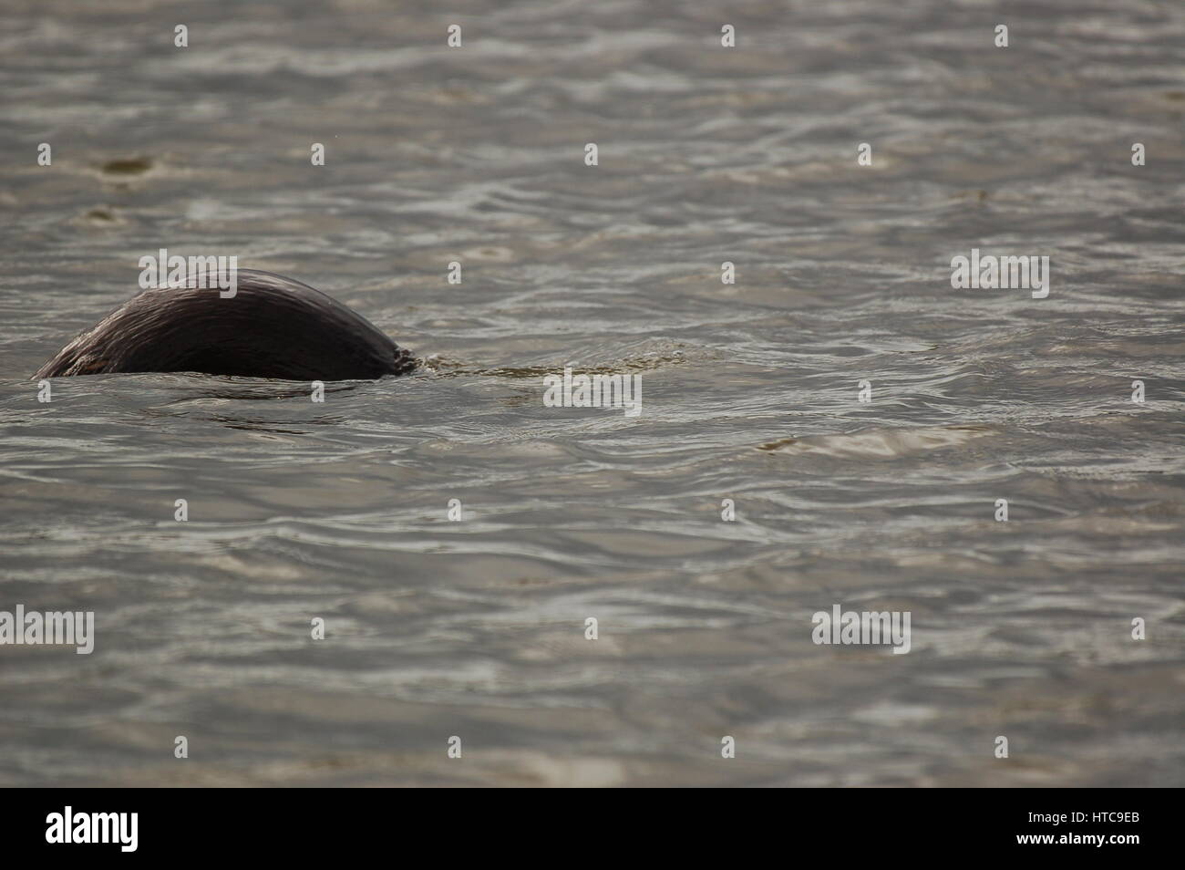 river otters playing in ponds Stock Photo Alamy