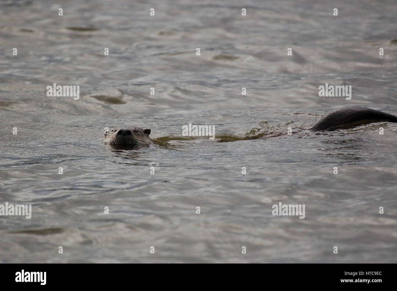 river otters playing in ponds Stock Photo Alamy