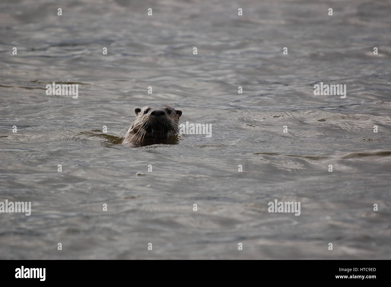 river otters playing in ponds Stock Photo Alamy