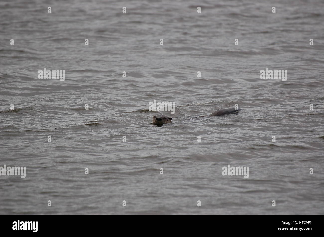 river otter playing in ponds Stock Photo Alamy