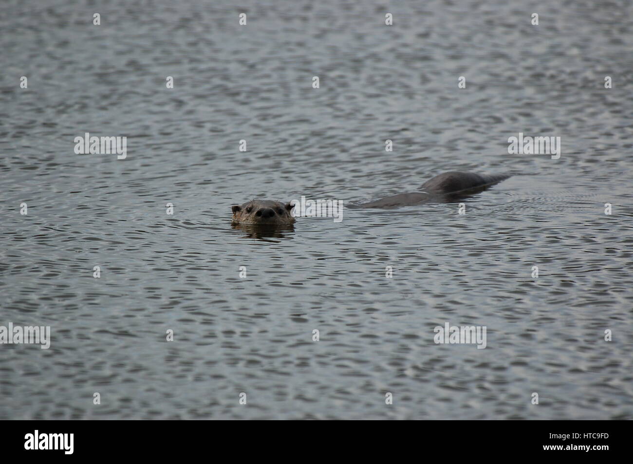 river otter playing in ponds Stock Photo Alamy