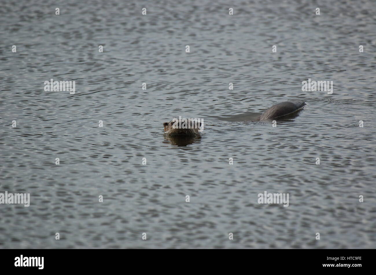 river otter playing in ponds Stock Photo Alamy