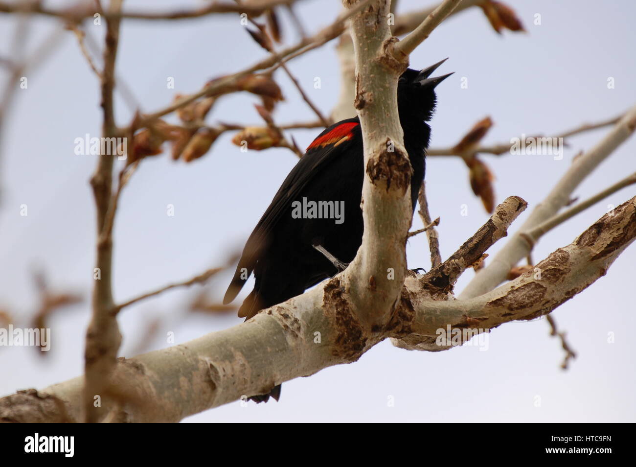 black bird in singing in a tree Stock Photo