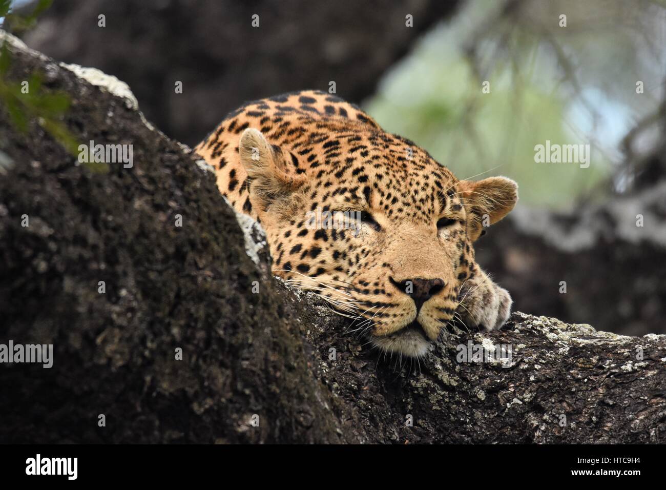 Leopard sleeping in a tree Stock Photo