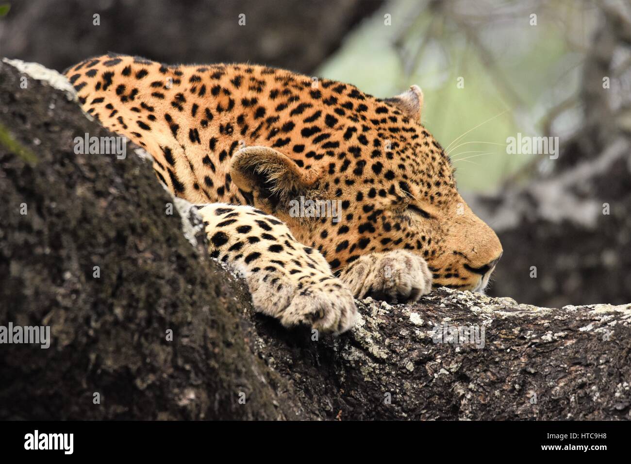 Leopard sleeping in the tree Stock Photo