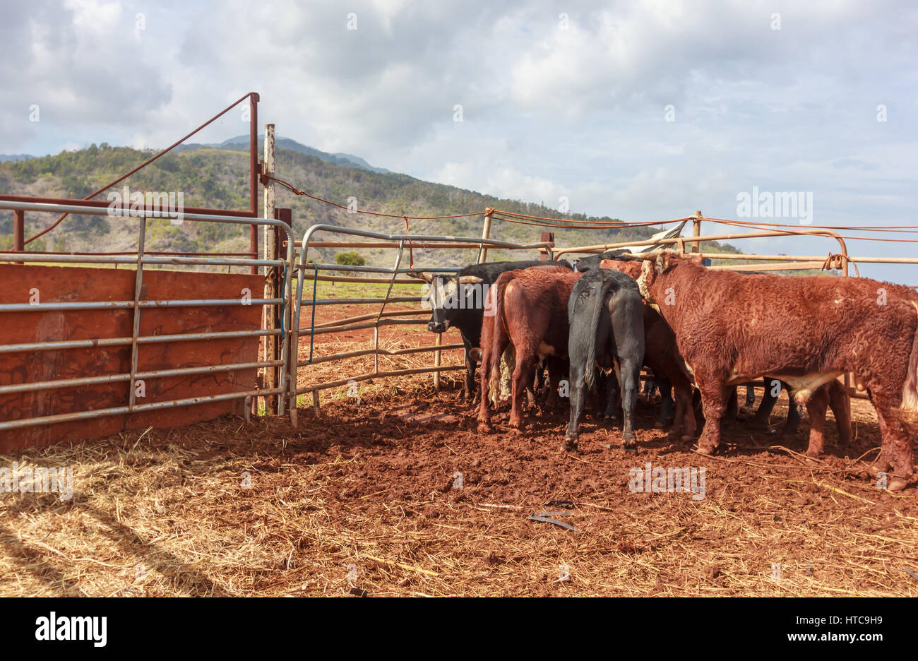 Cattle ranch view on the island of Oahu Hawaii Stock Photo
