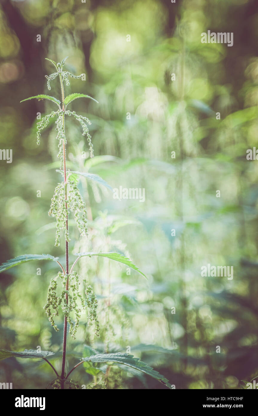 Natural sunlight vertical image of a nettle in bloom Stock Photo