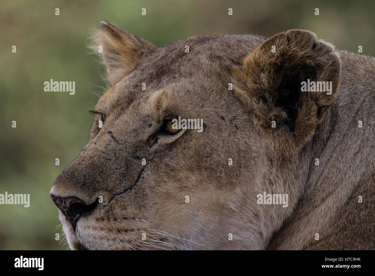 Eye to eye with watchful lioness Stock Photo