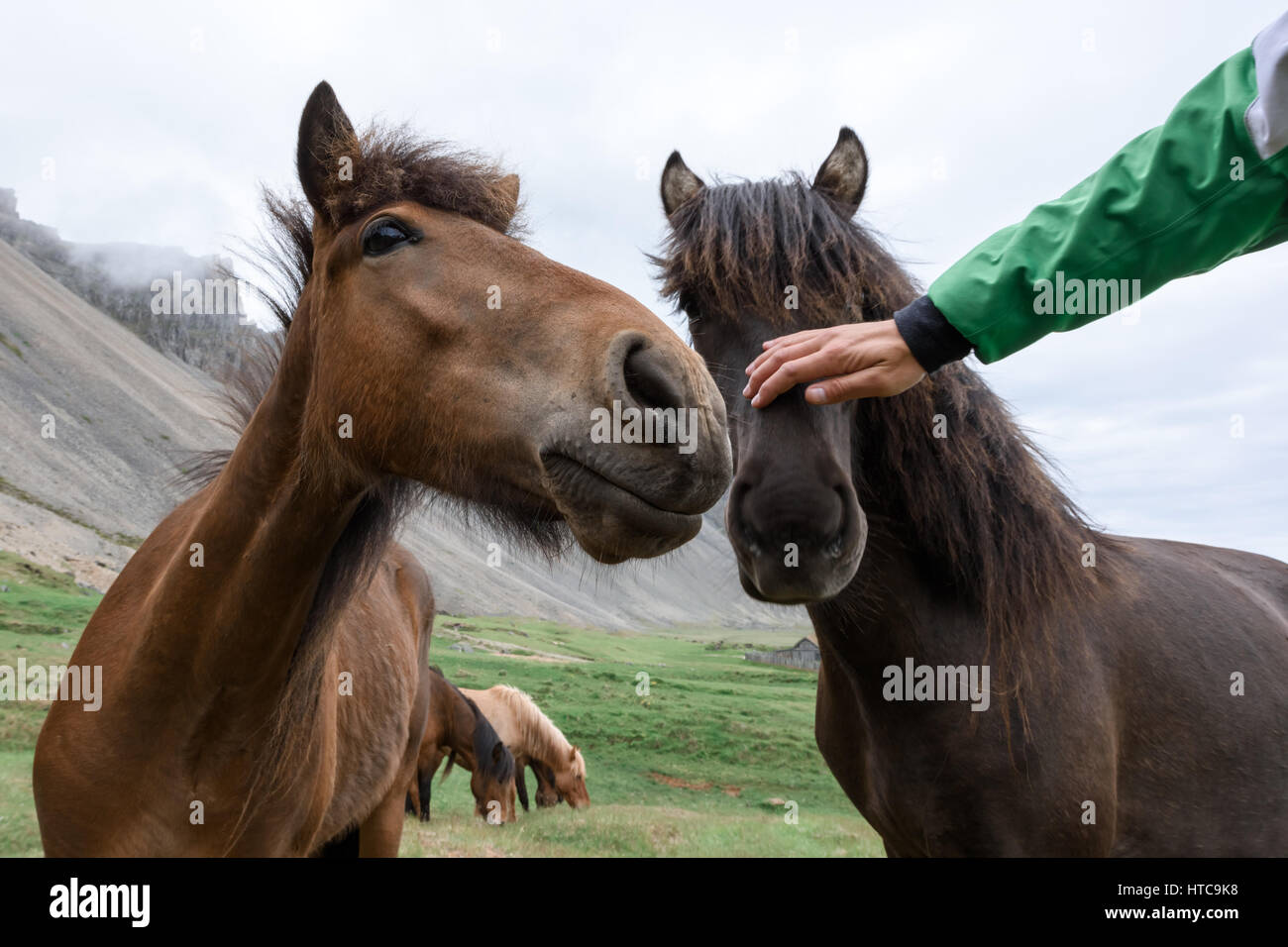 Icelandic horse portrait close up Stock Photo