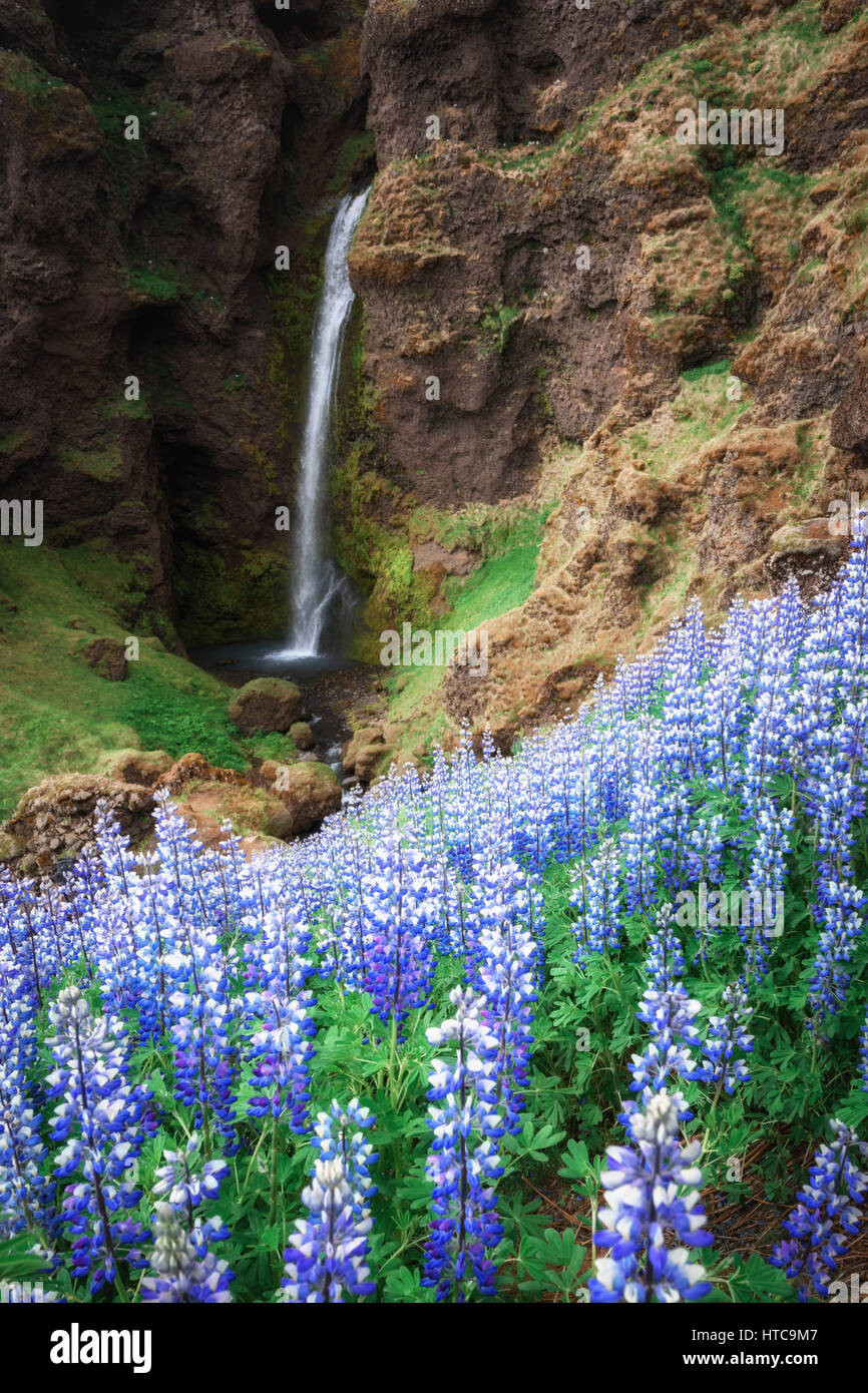 Typical Iceland landscape with waterfall and lupine flowers. Stock Photo