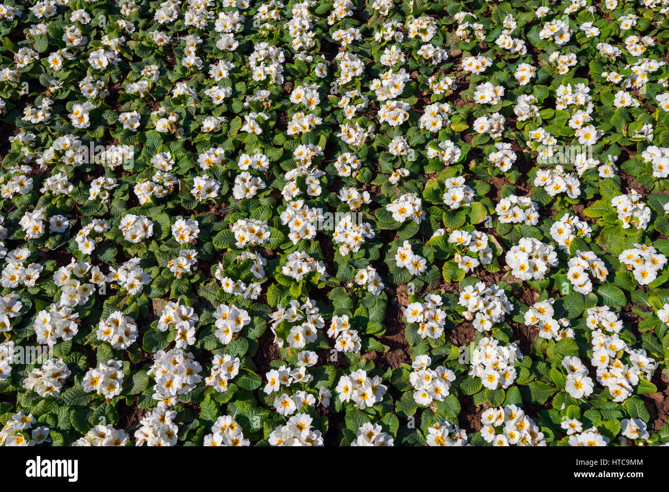 Flower bed with primrose flowers Stock Photo