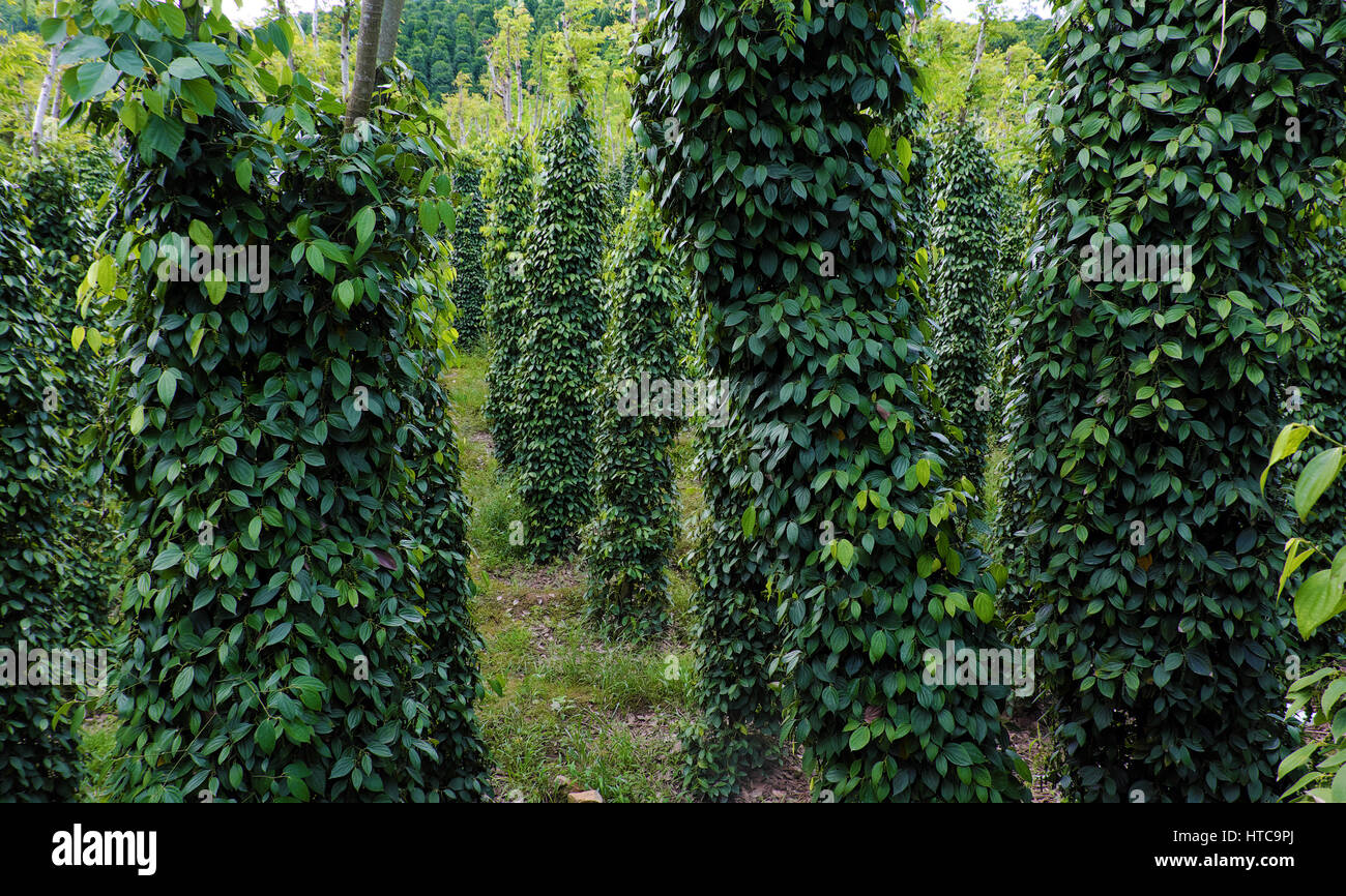 Vietnam agriculture product for export, bunch of peppercorn with high