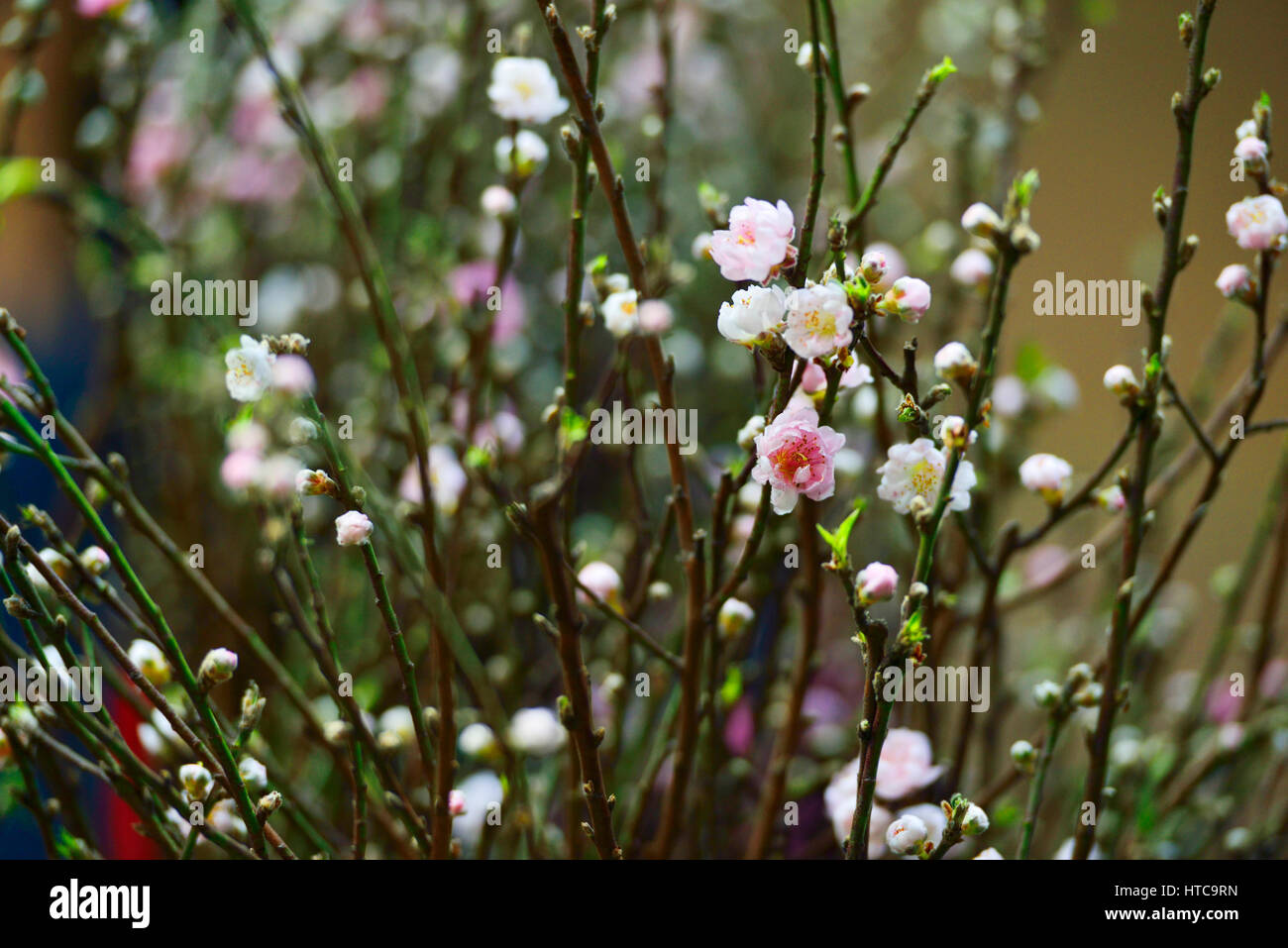 China peach blossom landscape hires stock photography and images Alamy