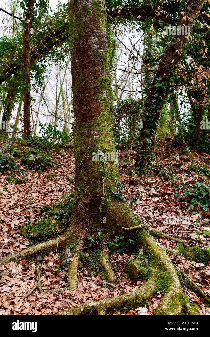 a view of La Fageda den Jorda, a forest of beech trees, in the Garrotxa ...