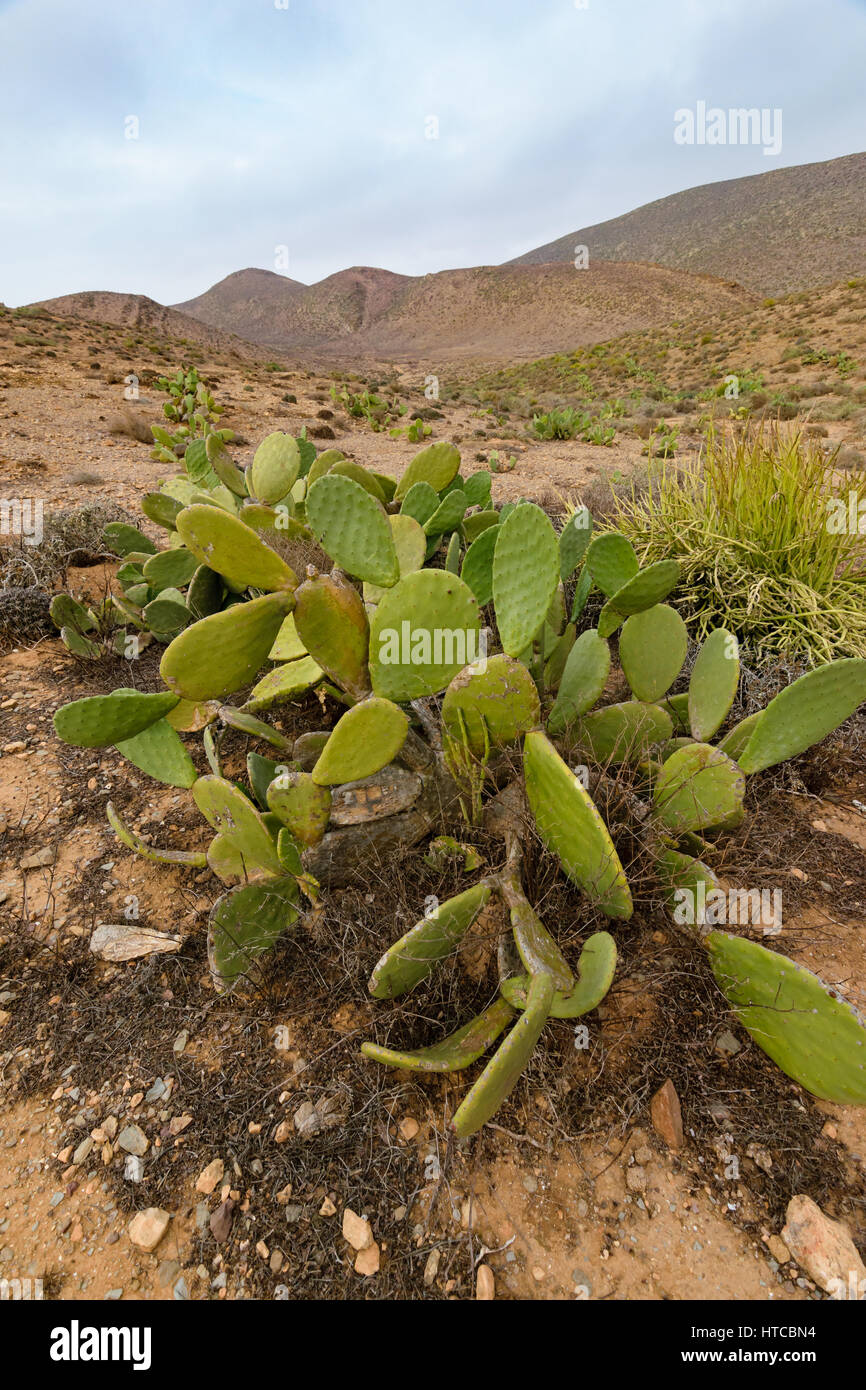 Image of  a wild fig cactus Opuntia ficus-indica in the Sous- Massa- Draa National Park near Sidi Ifni, Morocco. Stock Photo