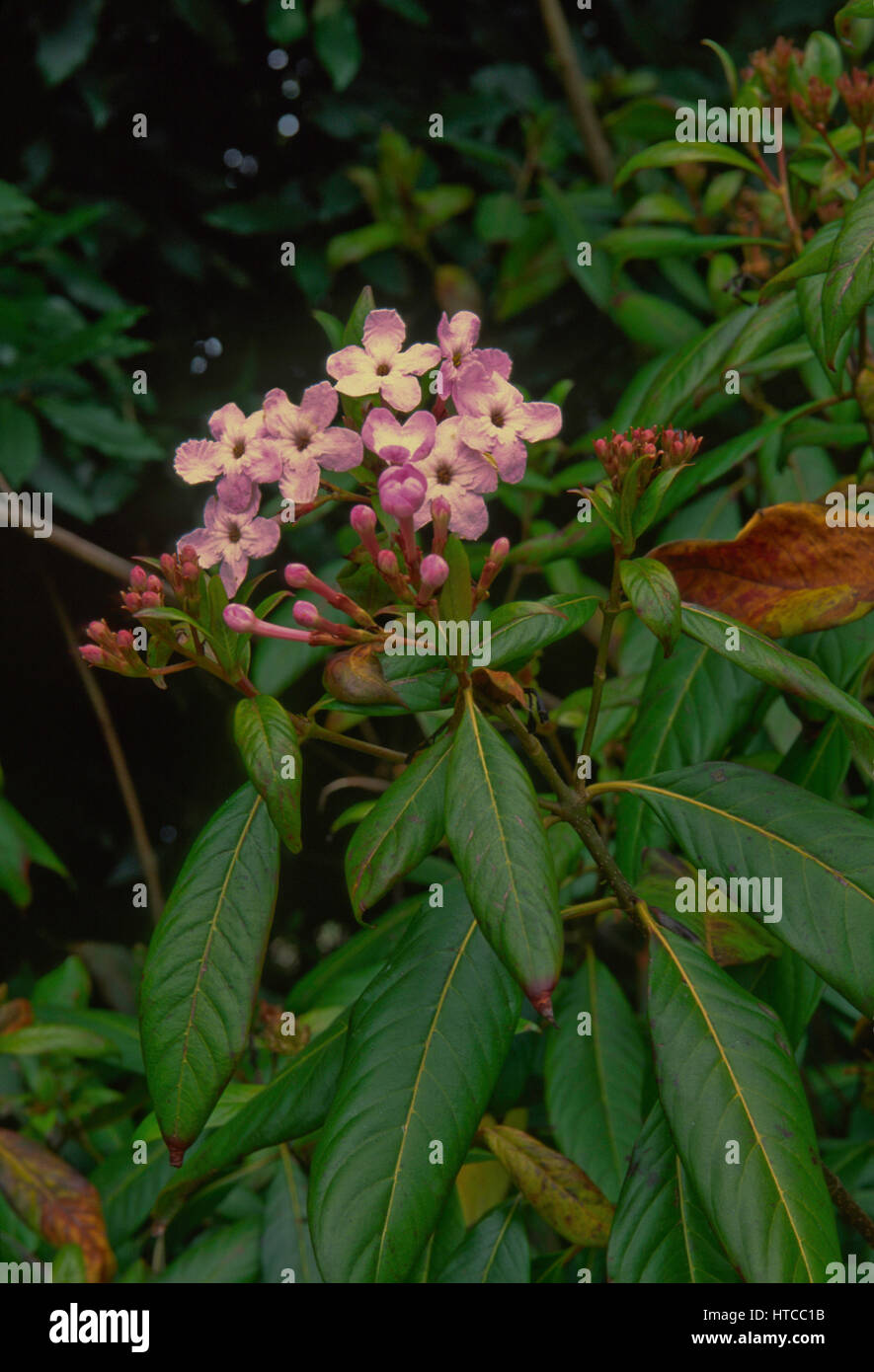 Luculia intermedia Stock Photo
