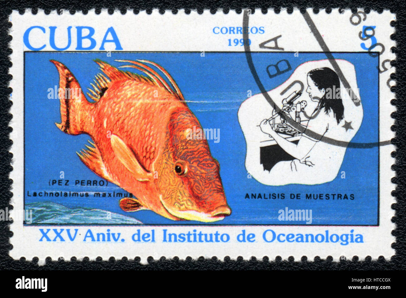 A postage stamp printed in Cuba  shows image of a lachnolaimus maximus (25 th anniversary of the Institute of Oceanology), circa 1990 Stock Photo