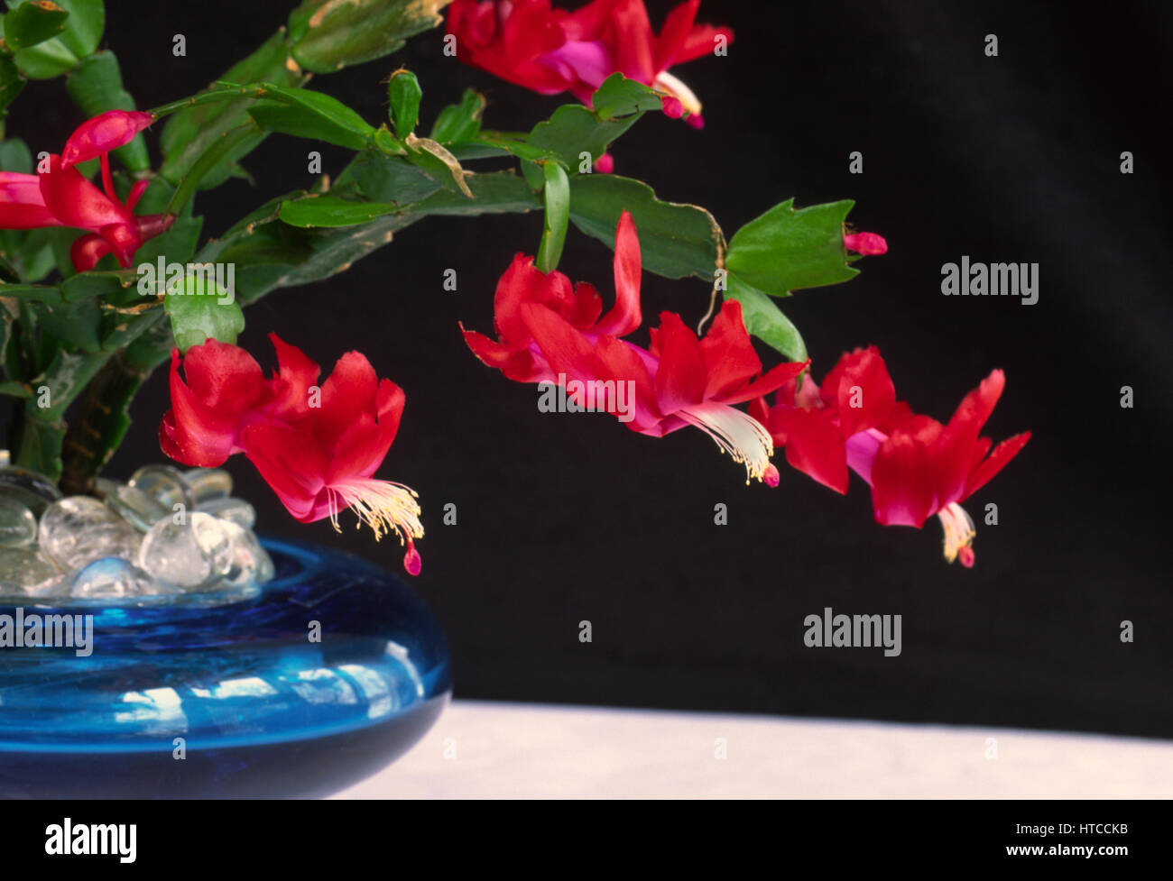 Zygocactus CHRISTMAS CACTUS Stock Photo