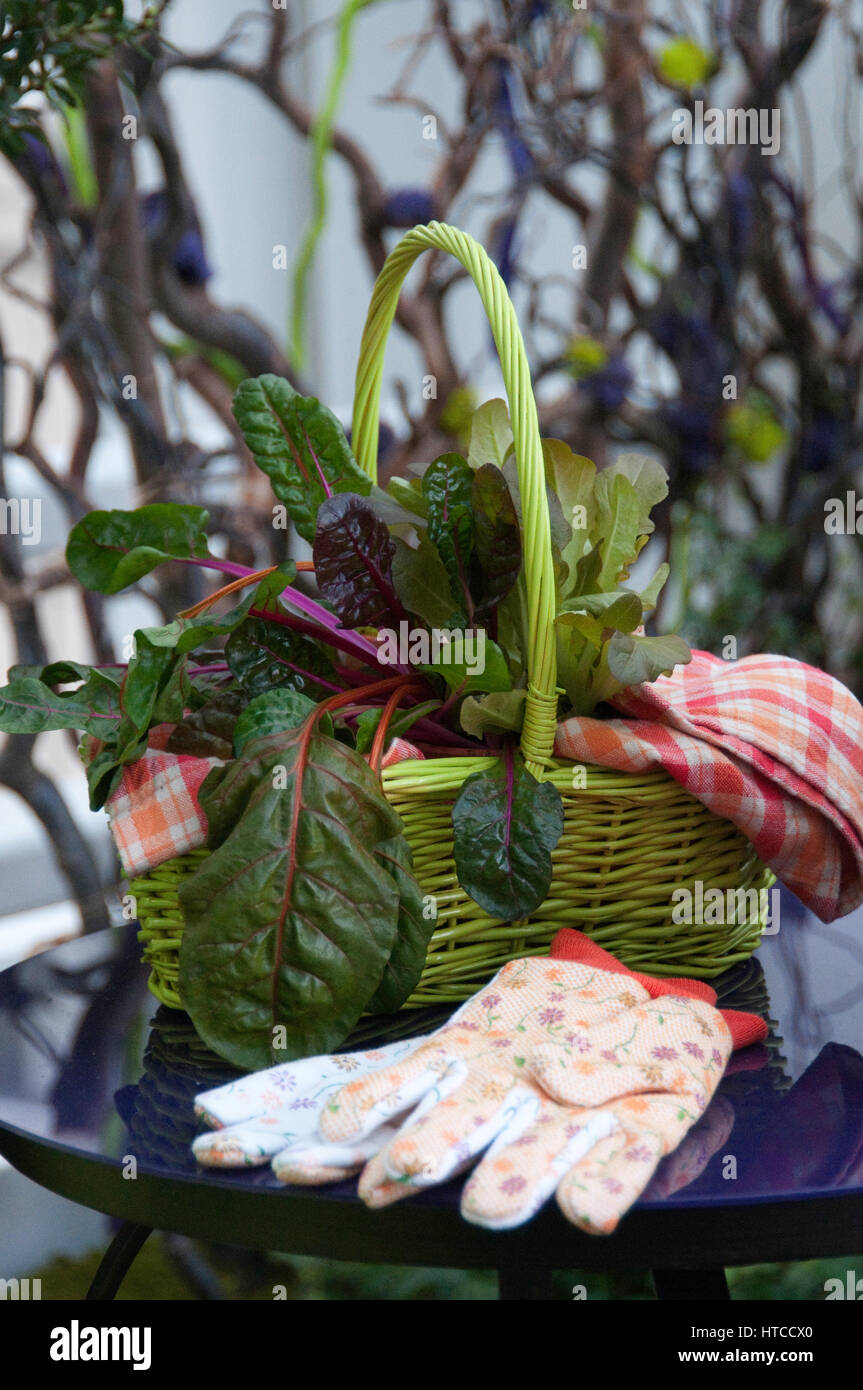 Basket of veggies, garden bloves Stock Photo
