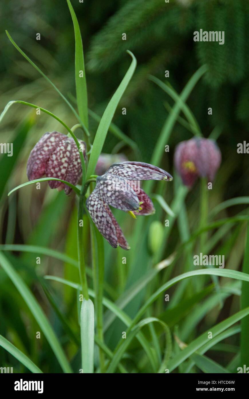 Fritillaria meleagris, checkered lily, bulb, Stock Photo