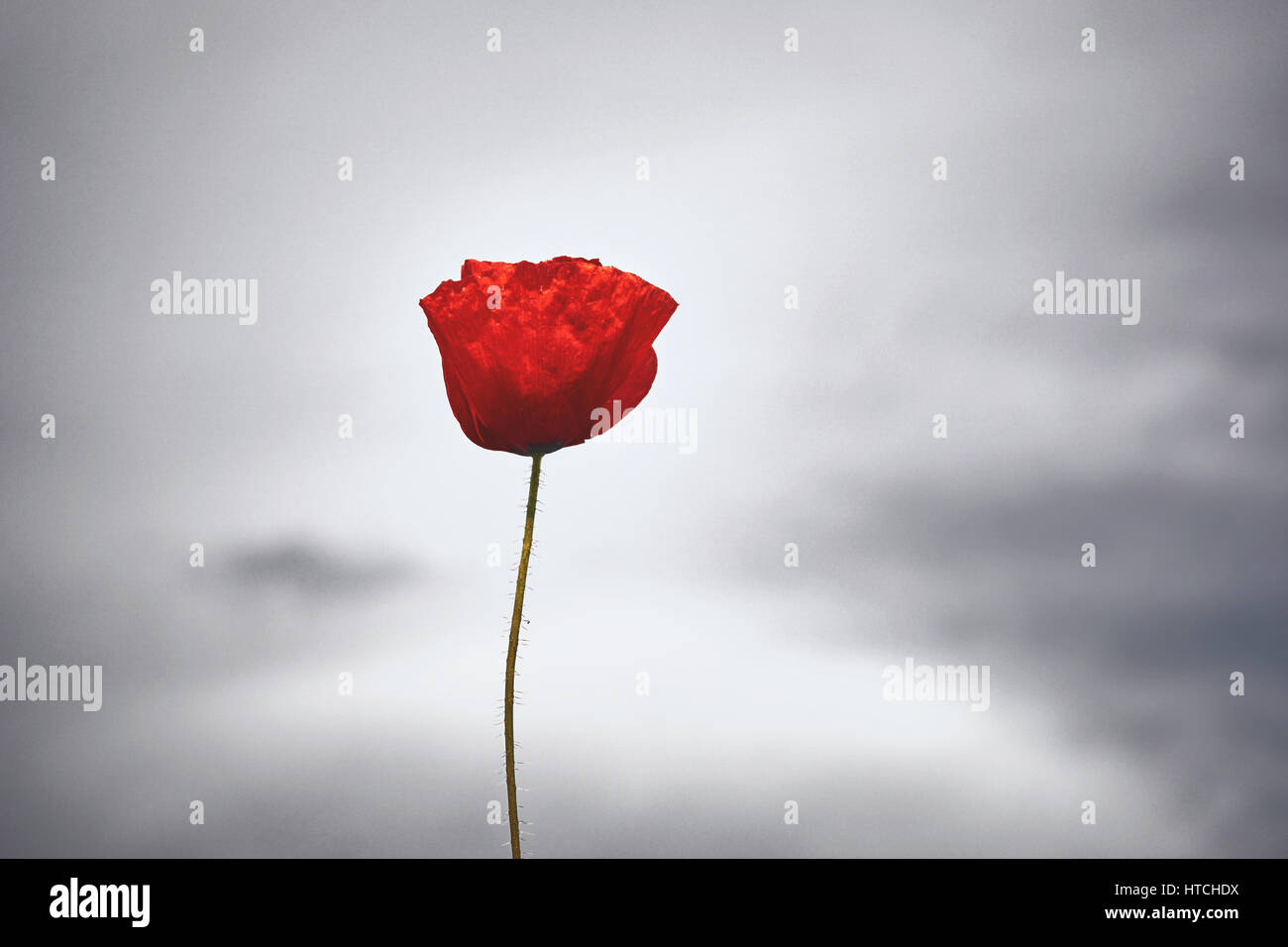 Red poppies grey background hi-res stock photography and images - Alamy