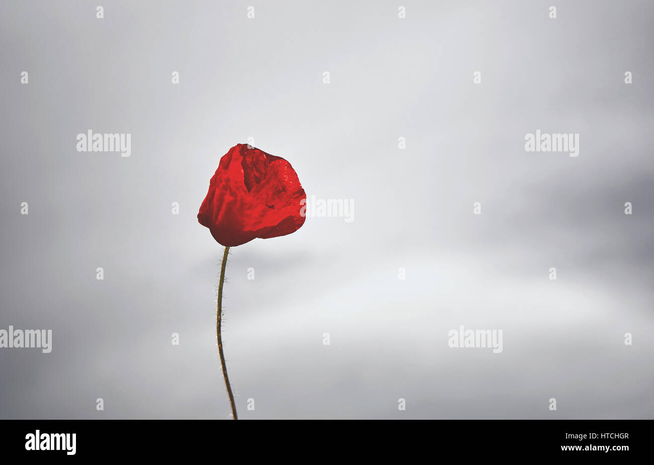 Red poppy flower on gray sky background Stock Photo - Alamy