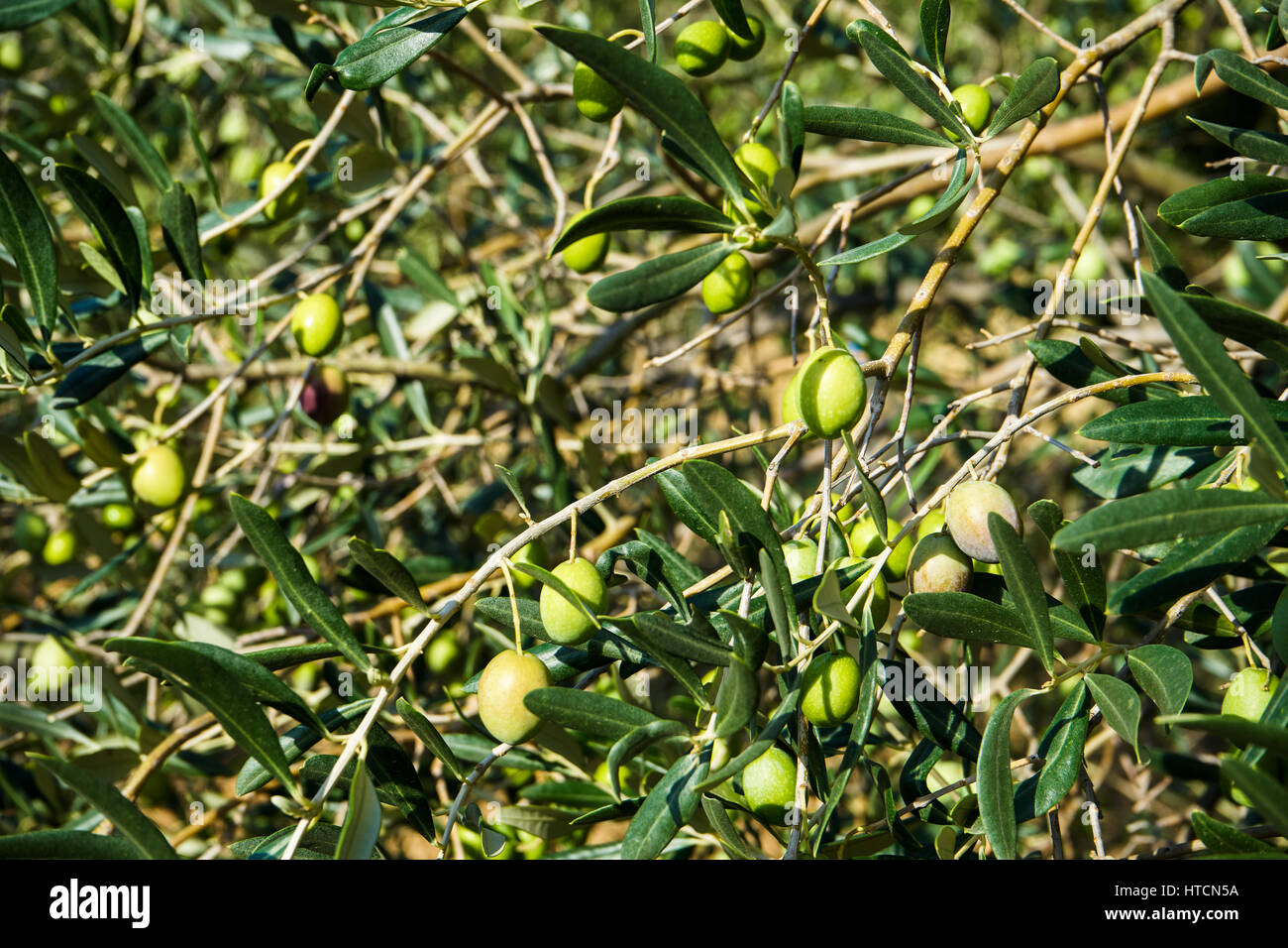 Branch of olive tree with green olives Stock Photo - Alamy