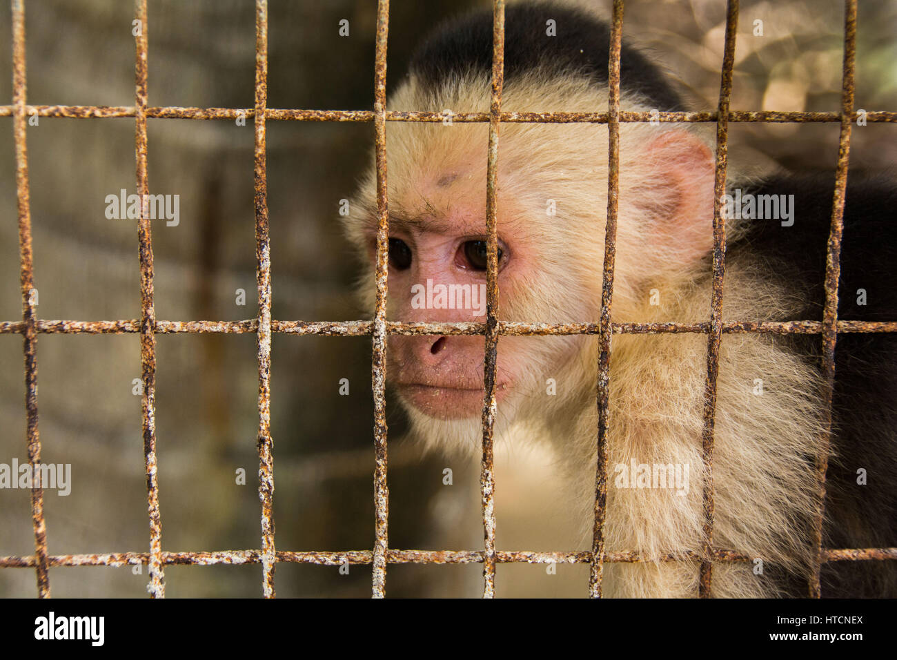 White Faced/White Headed Capuchin Monkey In Cage Stock Photo