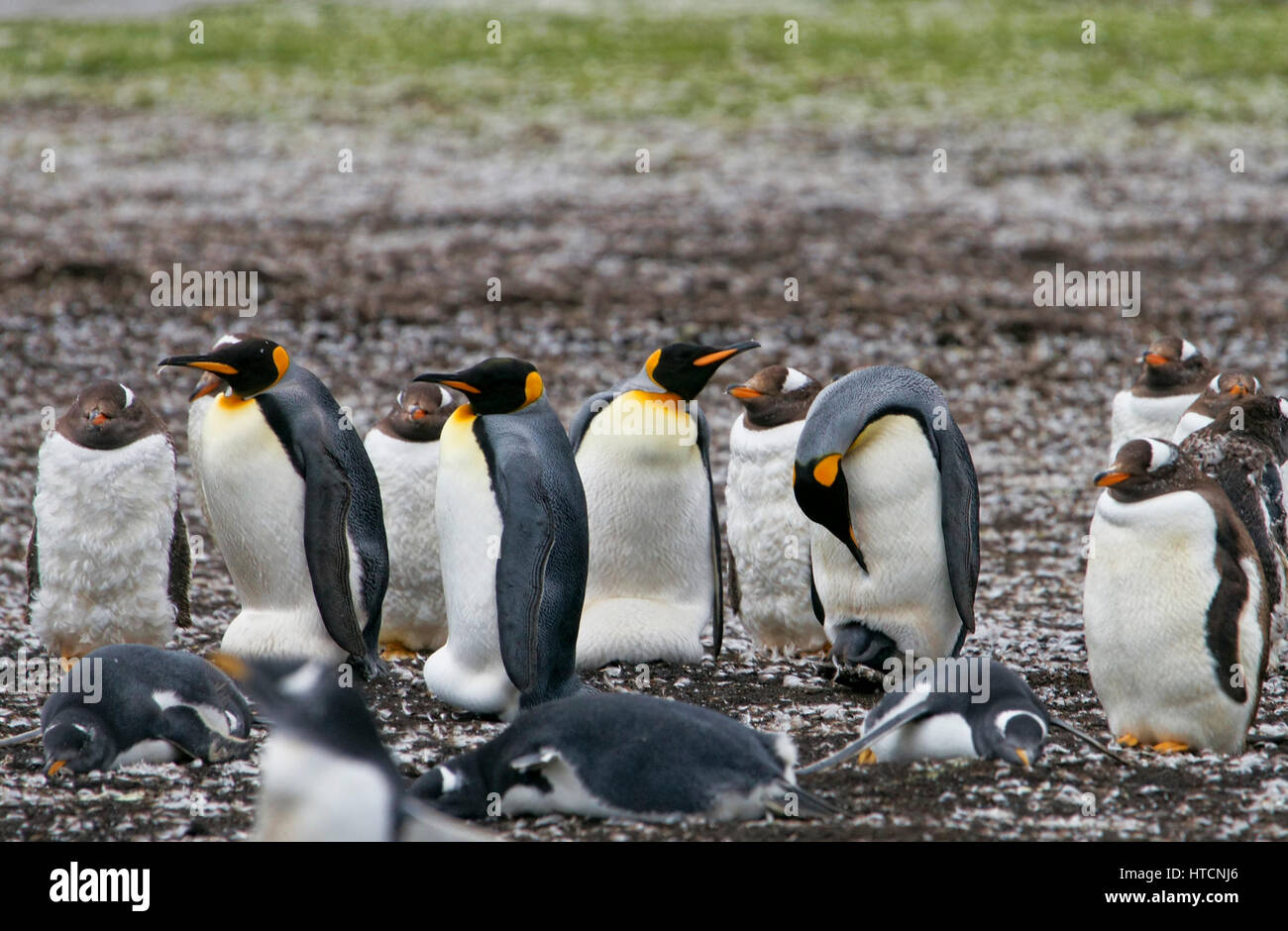 King penguins and smaller gentoo penguins in the Falkland Islands. The female King penguin on the right hangs her head down to check her chick. Stock Photo