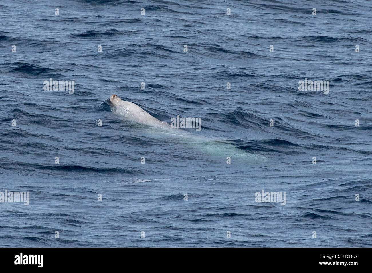 Beaked whale tusk hires stock photography and images Alamy