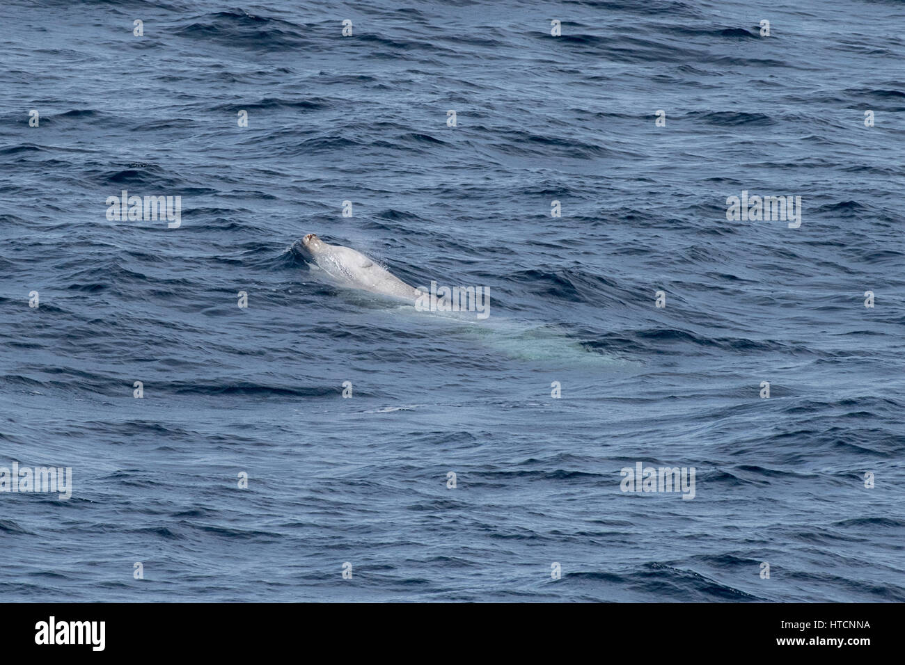Male Cuvier's beaked whale or goose-beaked whale, Ziphius cavirostris, surfacing several hundred miles off Mauritania, North Africa Stock Photo