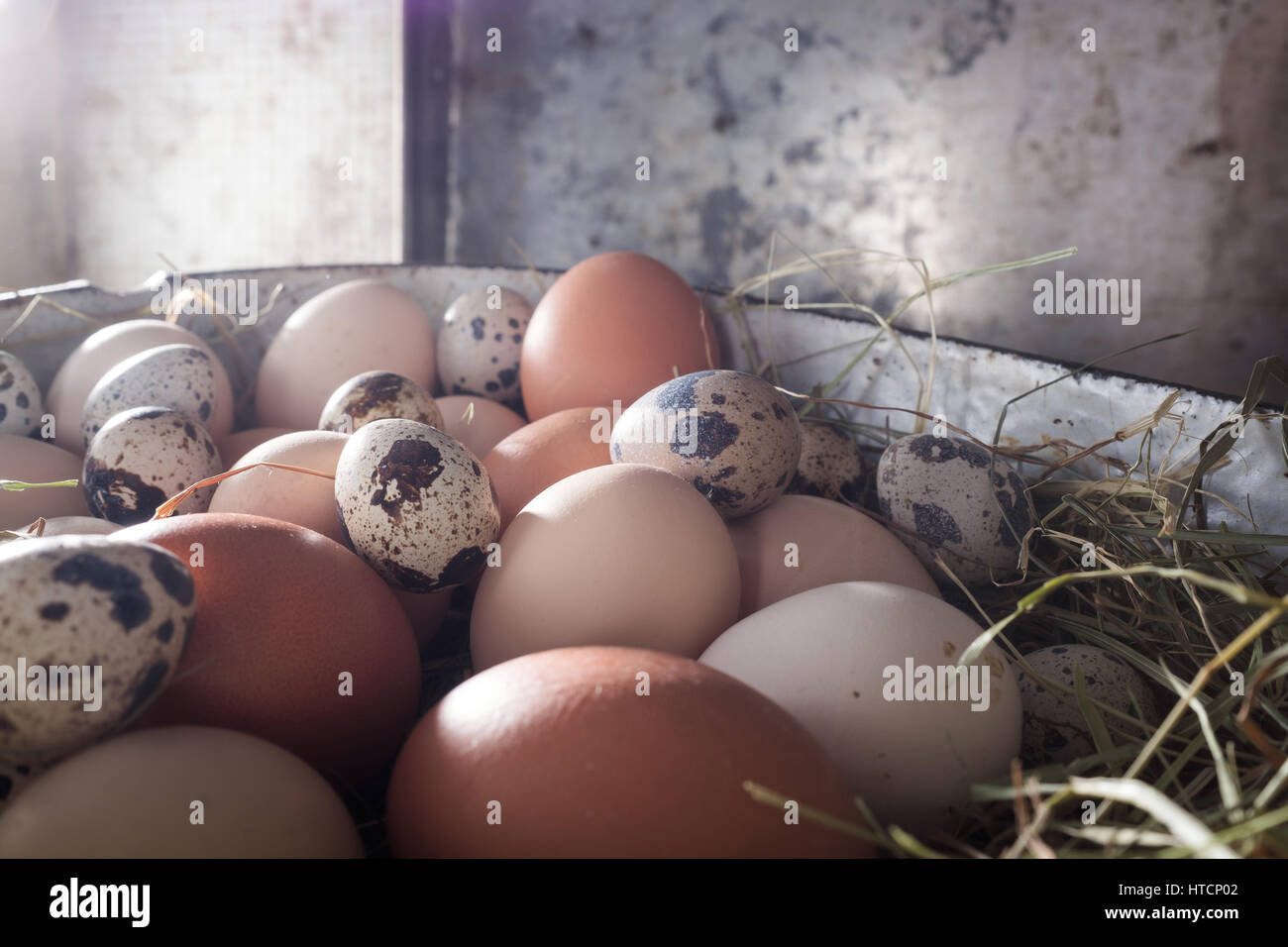 Chicken and quail eggs laid on hay Stock Photo