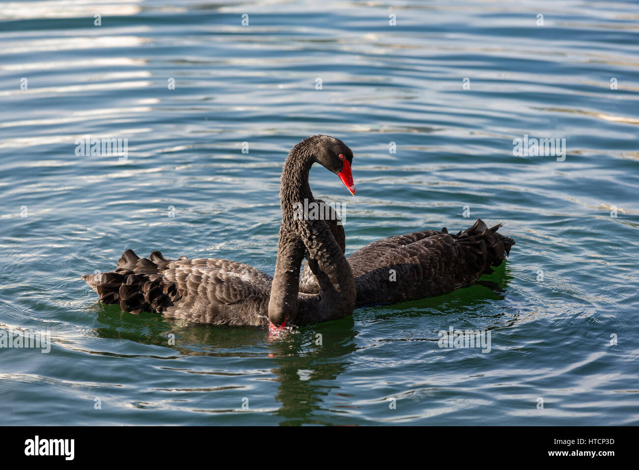 Swan Mating Rituals Swan mating dance hi-res stock photography and images - Alamy