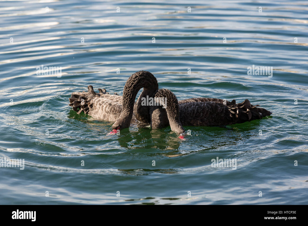 Swan Mating Rituals Two courting Australian black swans perform their mating ritual on Lake ...