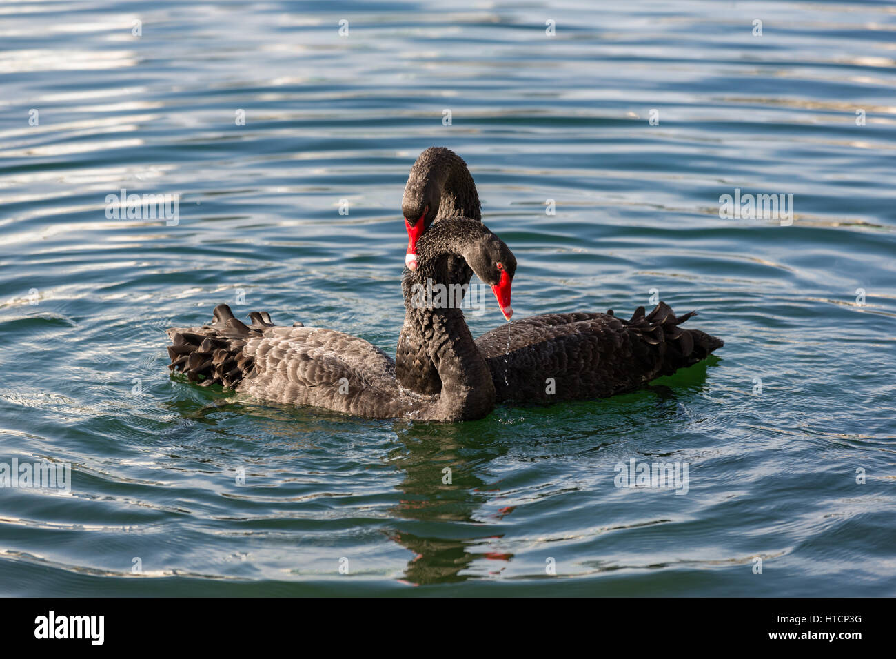 Swan Mating Rituals Two courting Australian black swans perform their mating ritual on Lake ...