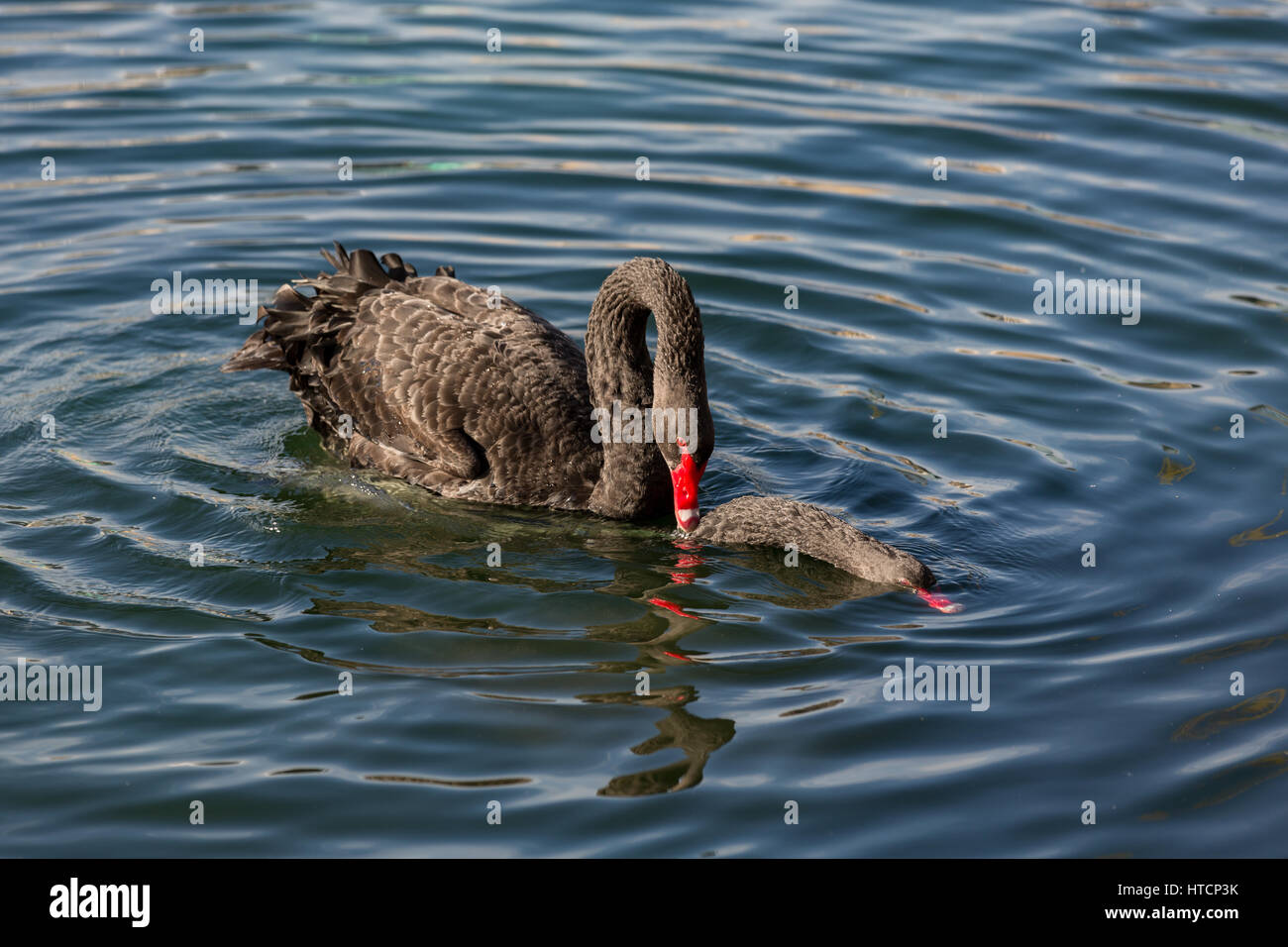 Swan Mating Rituals Swans Mating Ritual High Resolution Stock Photography and Images - Alamy