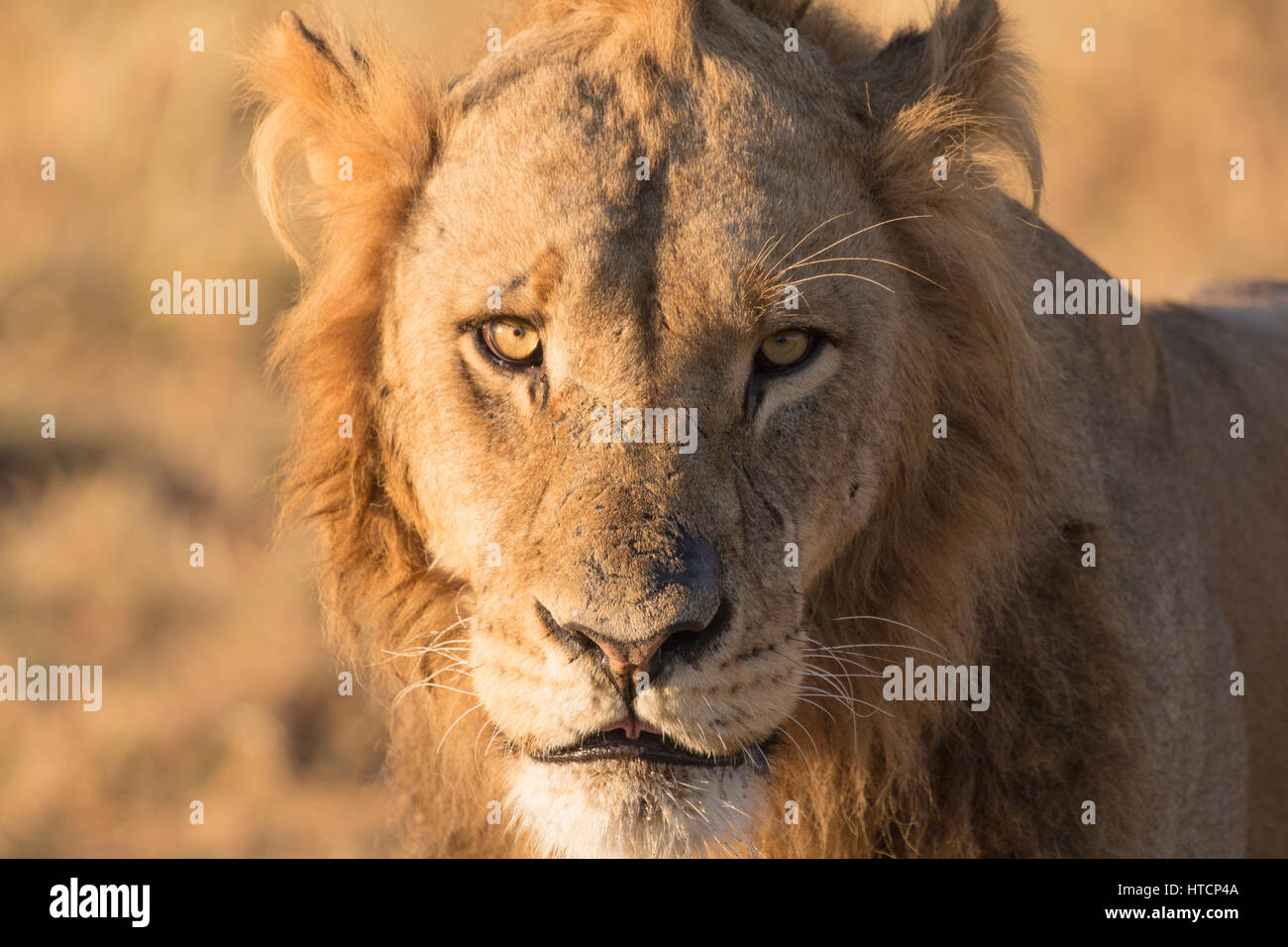Portrait of young adult male lion stock photo alamy