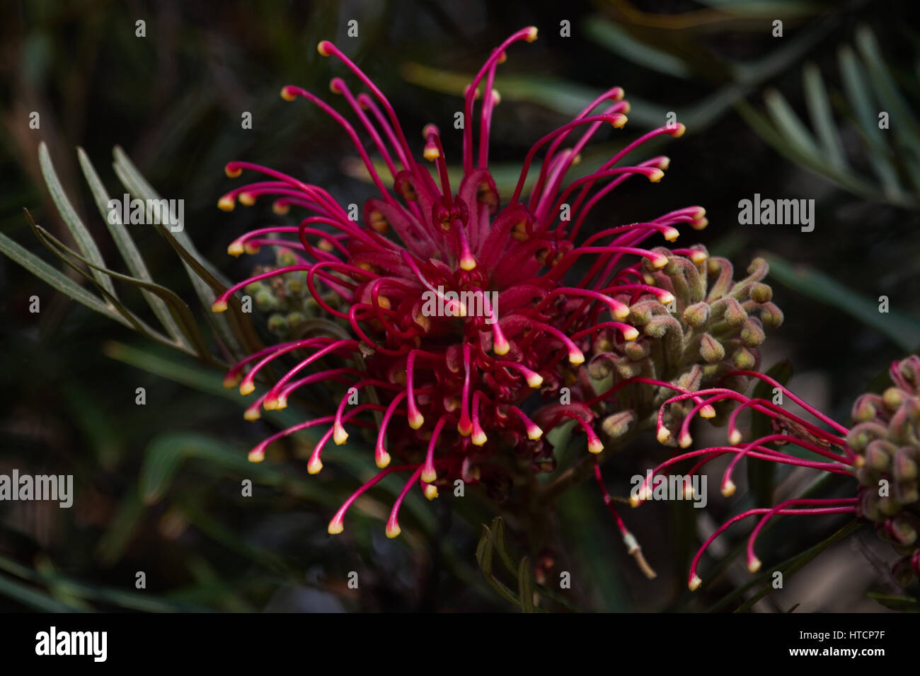 Grevillea, spider flower, silky oak or toothbrush plant.- Proteaceae -  Grevilleoideae, Brazil Stock Photo