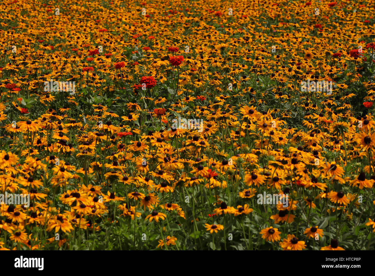 Gardens of Brasília, Brazil - Tricolor Daisy (Chrysanthemum carinatum) Stock Photo