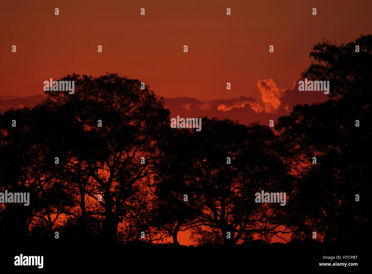 Travel: Brazil, Pantanal: Dramatic Scenic orange sunset with tree silhouette Stock Photo