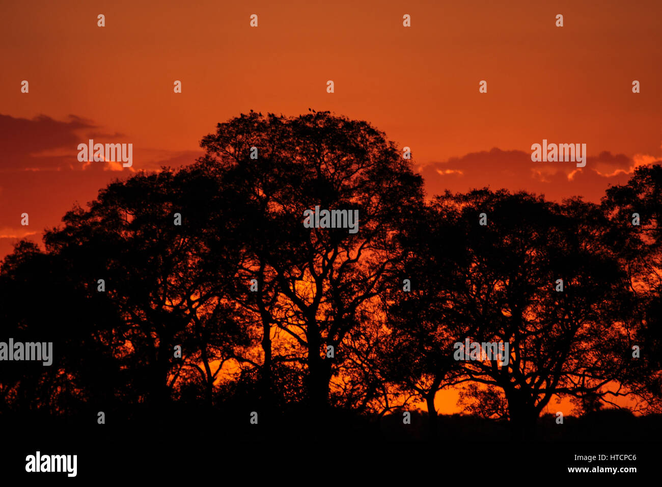 Travel: Brazil, Pantanal: Dramatic Scenic orange sunset with tree silhouette Stock Photo