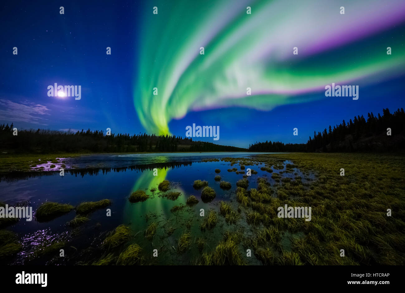 The aurora borealis competes against the moon in the night sky above a partially-thawed beaver pond in the spring; Alaska, United States of America Stock Photo