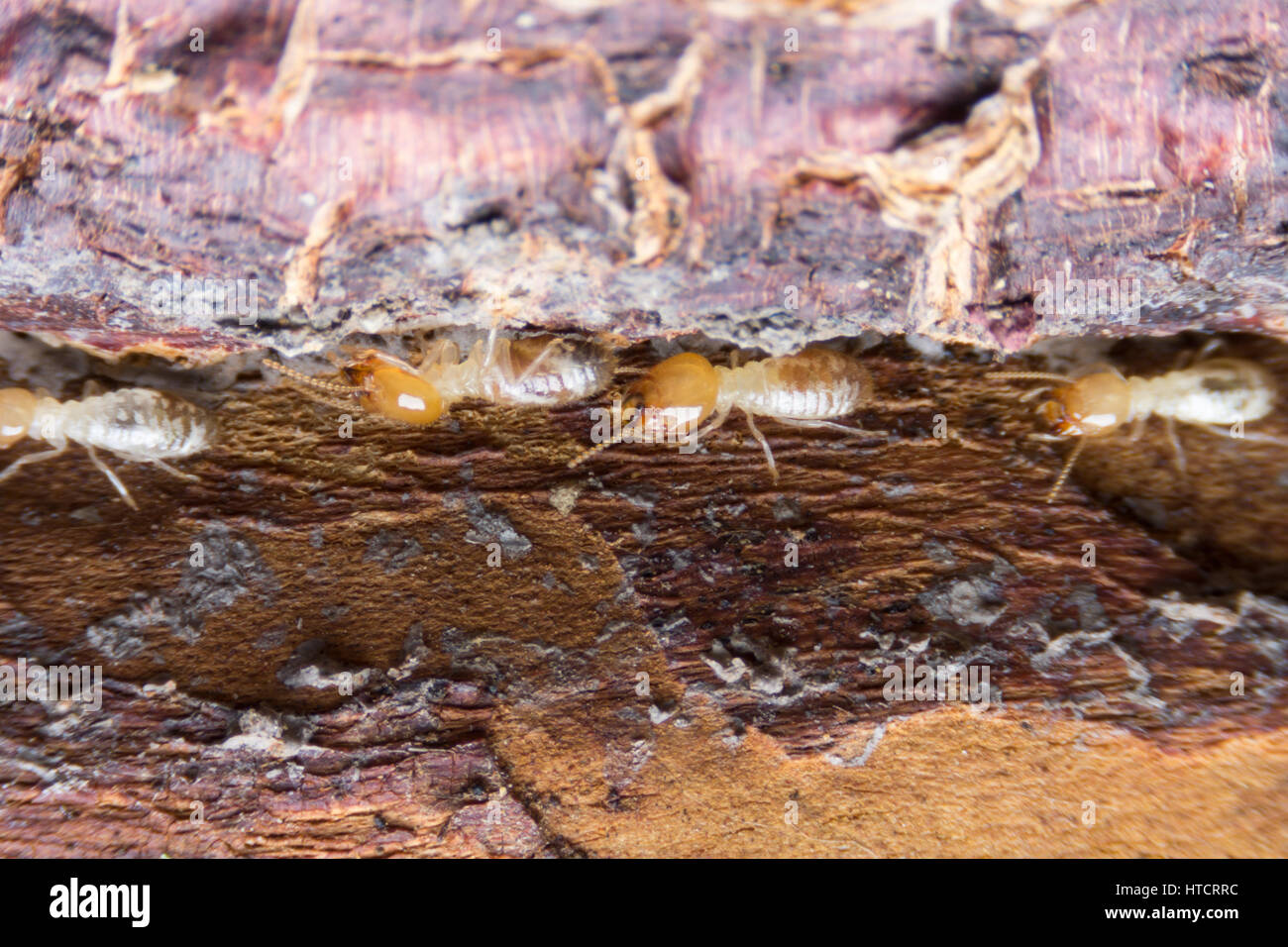 Termite, Termites eat wood like an animal in the house Stock Photo Alamy