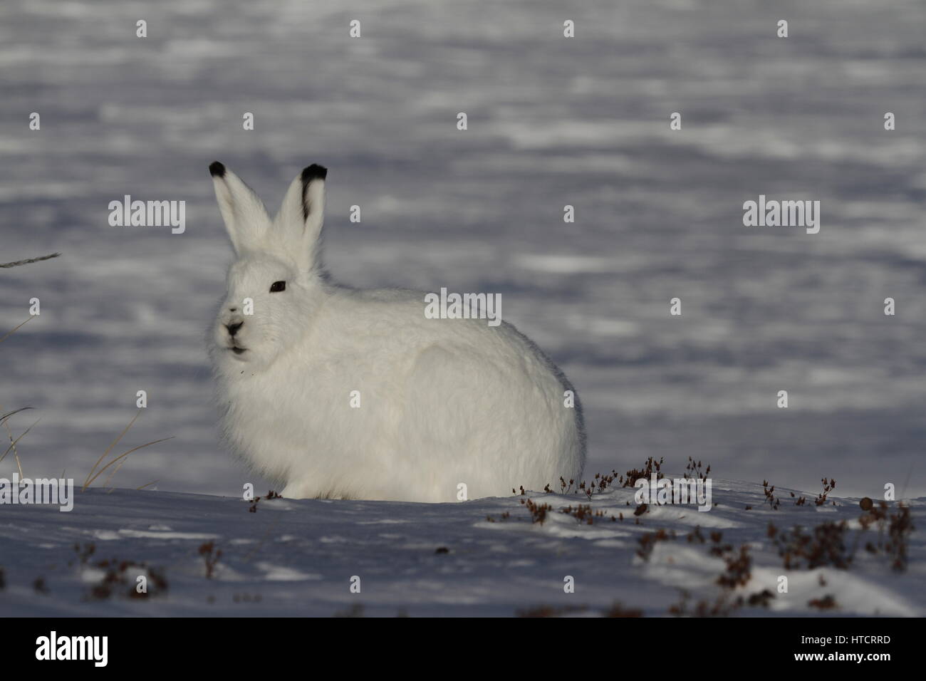 Tundra hare hires stock photography and images Alamy