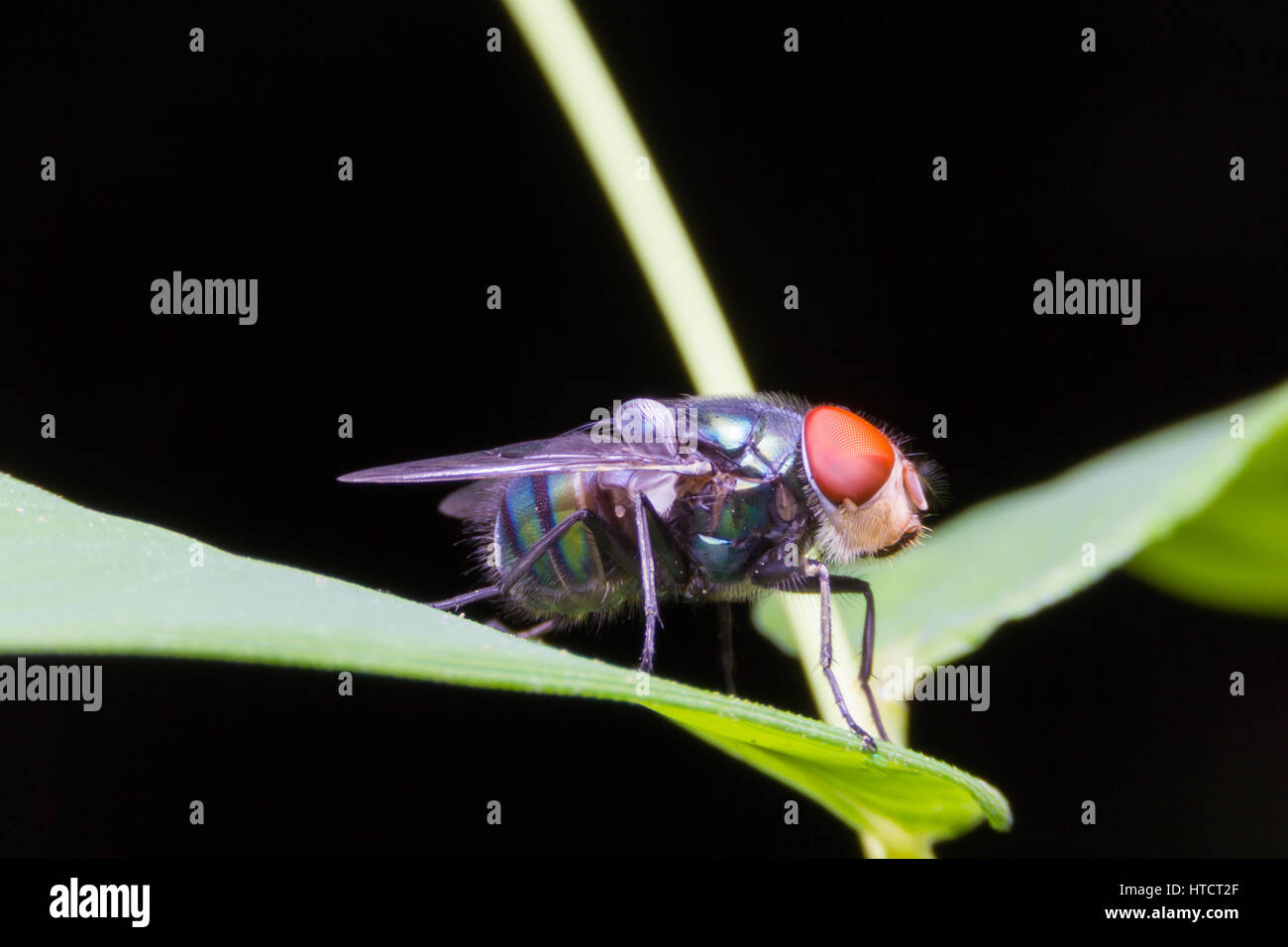 Blow fly, carrion fly, bluebottles or cluster fly Stock Photo