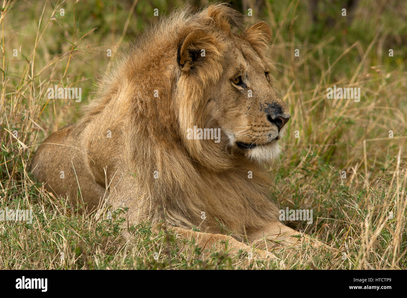 Male lion (Panthera leo), Masai Mara Game Reserve, Kenya Stock Photo ...