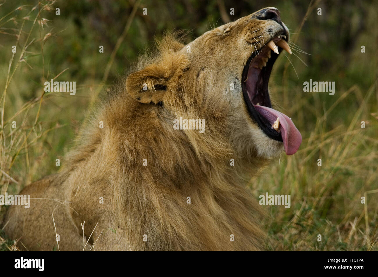 Male lion (Panthera leo), Masai Mara Game Reserve, Kenya Stock Photo ...